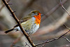 Robin a froid !