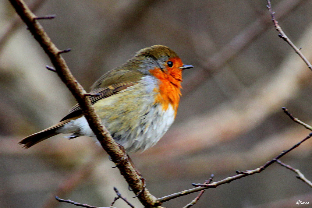 Robin a froid !