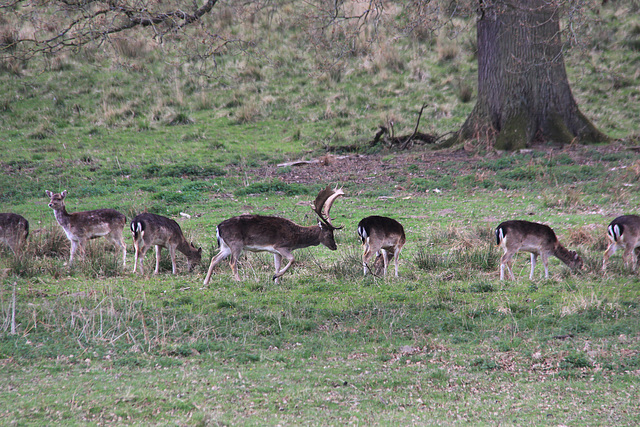 Deer Park