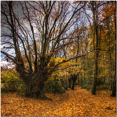 Harmergreen Wood, Hertfordshire