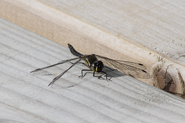 Black Darter Dragonfly