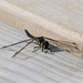 Black Darter Dragonfly