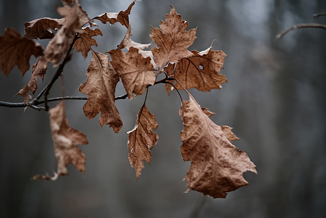 Winterlaub