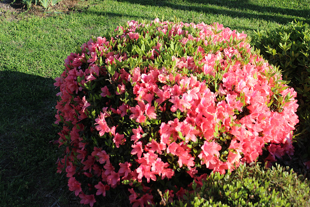 AZALEA.... from our yard.....Spring!!  we hope :))