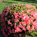 AZALEA.... from our yard.....Spring!!  we hope :))