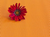 Gazania Still-life