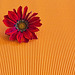 Gazania Still-life