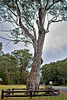 Canoe Tree