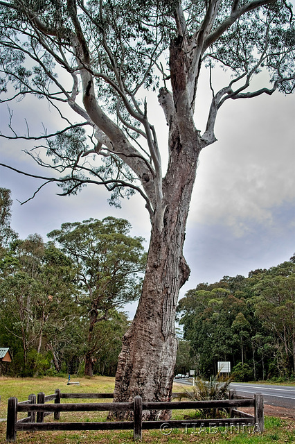 Canoe Tree