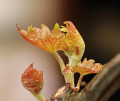 feuilles de vigne