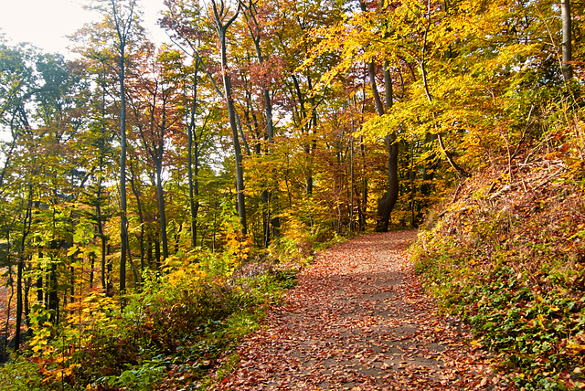 waldweg-1220006-co-01-11-15