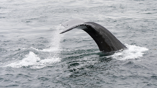 Whale watching nahe Telegraph Cove