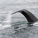 Whale watching nahe Telegraph Cove