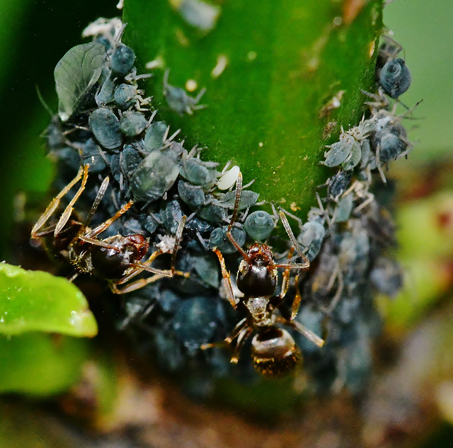 Ants and Aphids