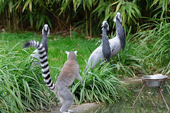 Les grues demoiselles se méfient des petits agités