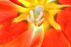 Tulpen -Blütenstempel