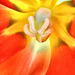 Tulpen -Blütenstempel