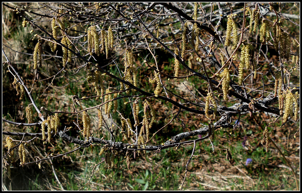 Floraison de noisetier  - Copie