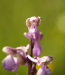 Green-veined Orchid