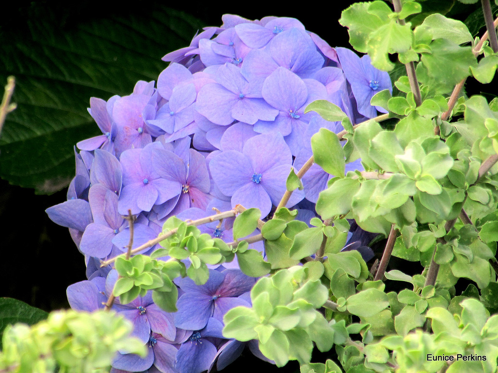 Hydrangea And Green Bush