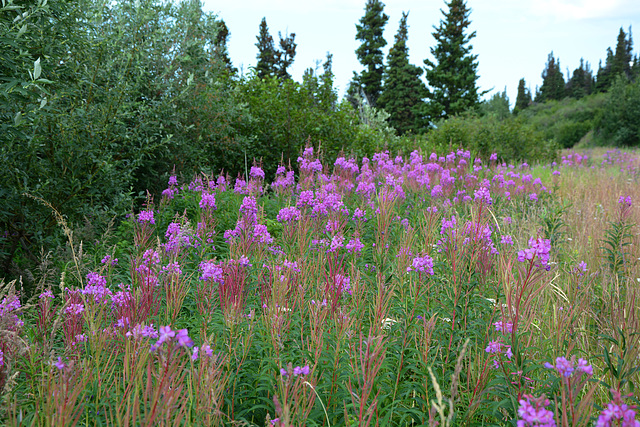 Flowers of Alaskan Tundra