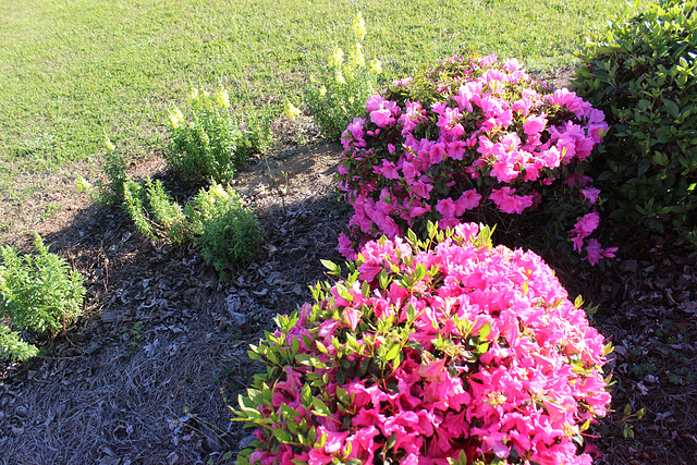 AZALEA!!!  from our garden...!  with yellow snapdragons ... SPRING is here,  ( we hope)  :)