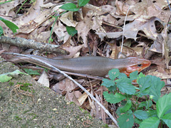 Broad-headed skink