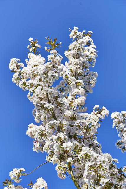 A  lovely fresh & abundant  spring view