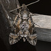 IMG 2707 Moth-1-1