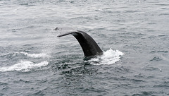 Whale watching nahe Telegraph Cove