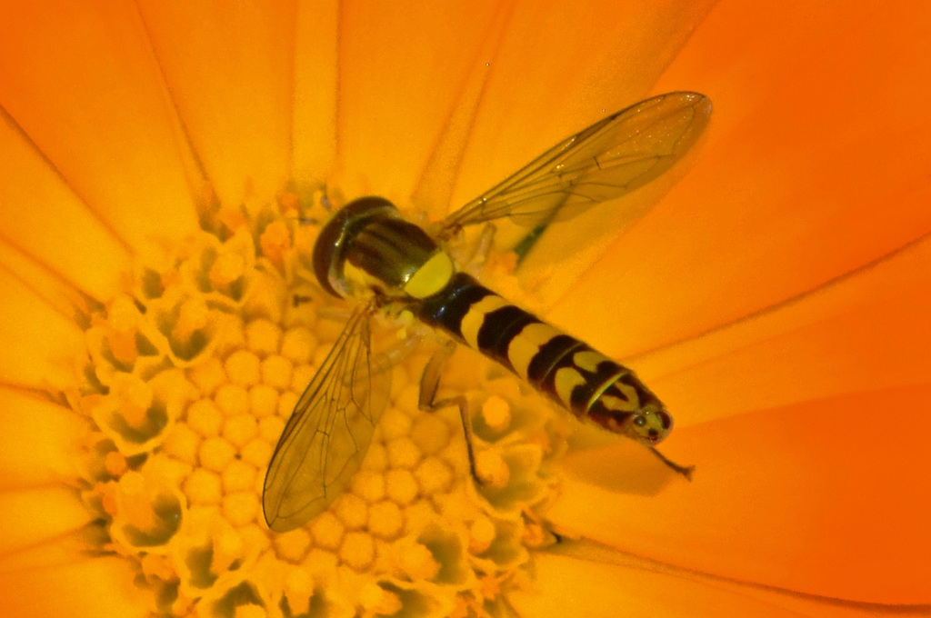 Hoverfly