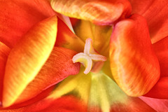 Tulpen - Blütenstempel (PicinPic)