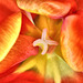Tulpen - Blütenstempel (PicinPic)