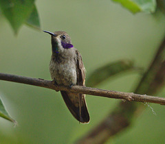 Hummingbird EF7A8880