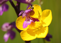 Life in a Buttercup