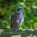 Wood pigeon