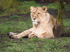 Lioness (8)
