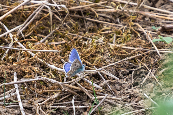 Common Blue-DSZ3598