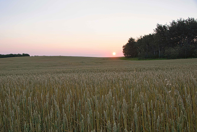 close to harvest time