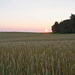 close to harvest time