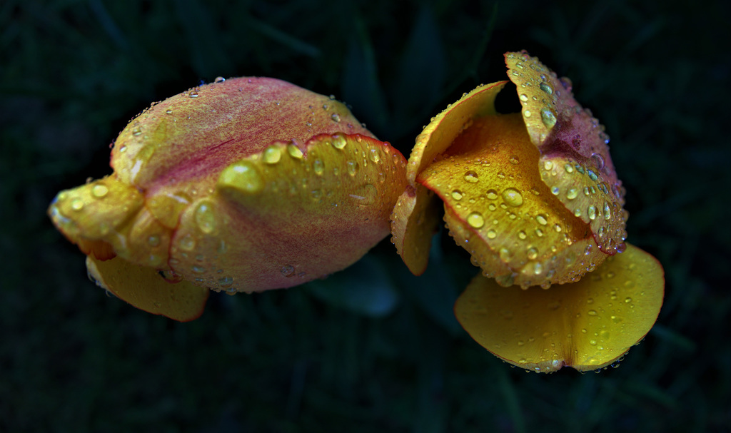Drippy Droppy Tulips