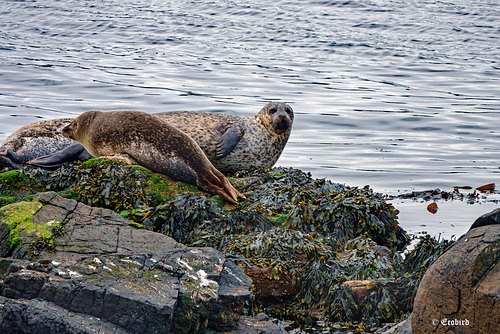 From SEALs to Seals