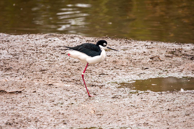 Stilt