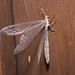 IMG 2705 Ant Lion
