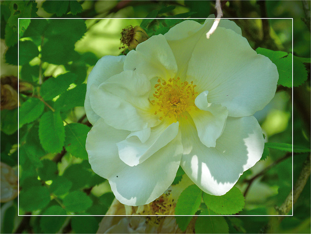 Peony 06