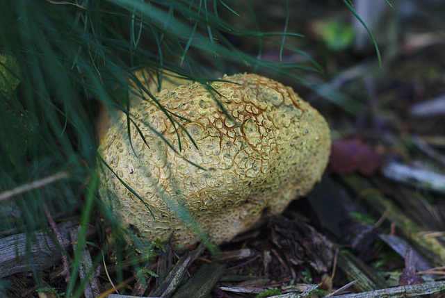 Earthball