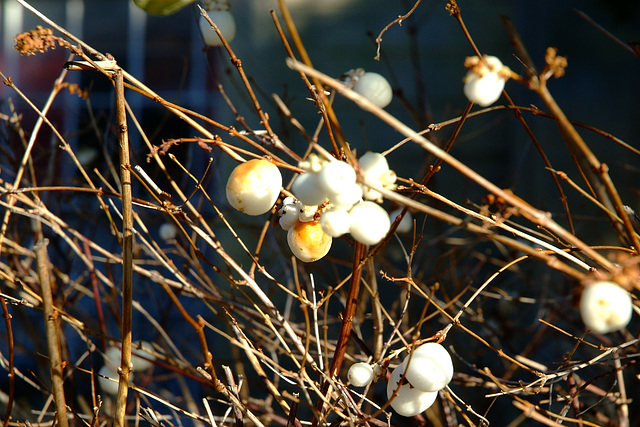 Snowberries