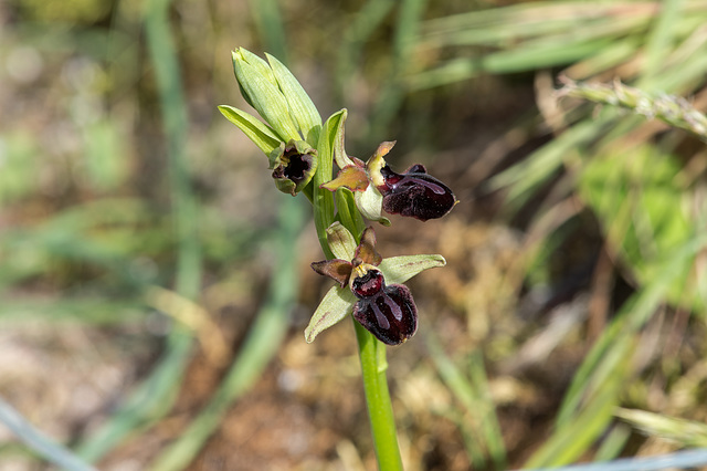 Ophrys spec. - 2016-04-25_D4_ DSC6678