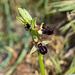 Ophrys spec. - 2016-04-25_D4_ DSC6678