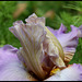Lingering Lavender (8)